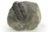 Detailed Austerops Trilobite - Ofaten, Morocco #310275-3